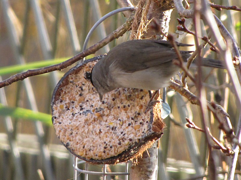 Blackcap in our garden, Plymouth