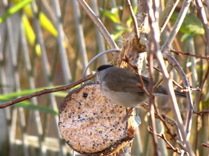 Blackcap in our garden, Plymouth