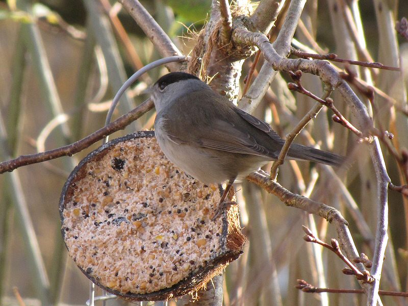 Blackcap in our garden, Plymouth