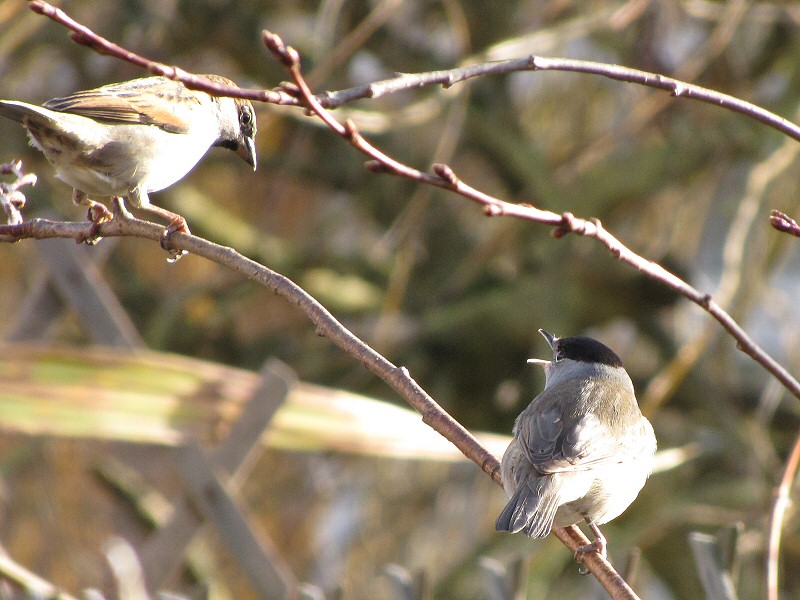 Blackcap in our garden, Plymouth