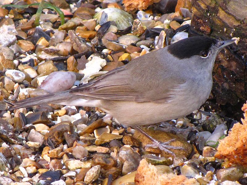 Blackcap in our garden, Plymouth