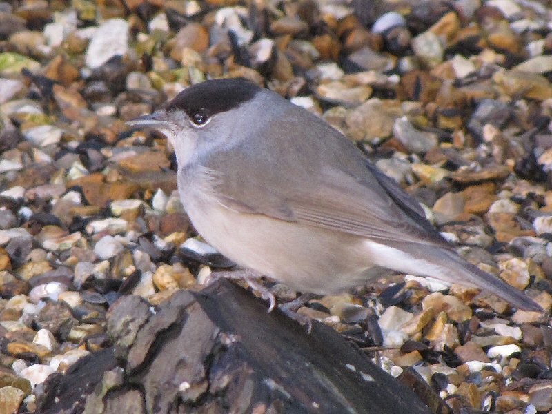 Blackcap in our garden, Plymouth