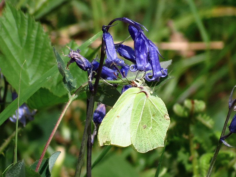 Brimstone, Dartmoor