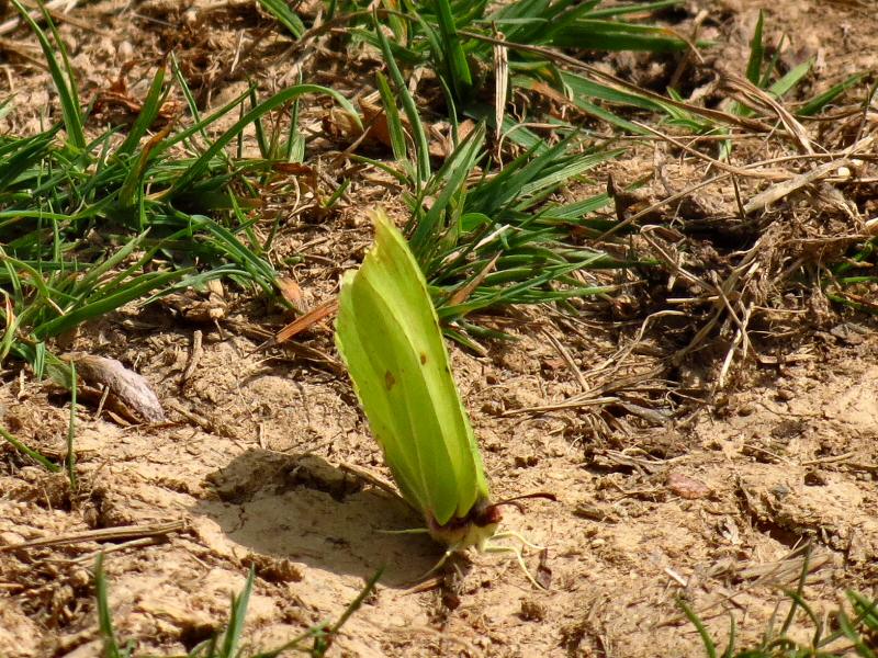 Brimstone, Dartmoor