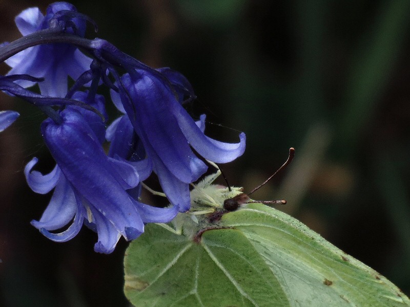 Brimstone, Dartmoor