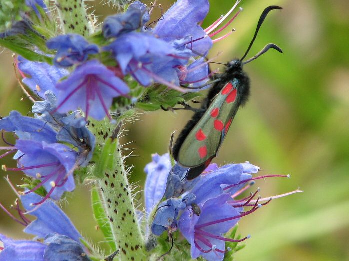 Six-spot Burnet - Slapton Sands