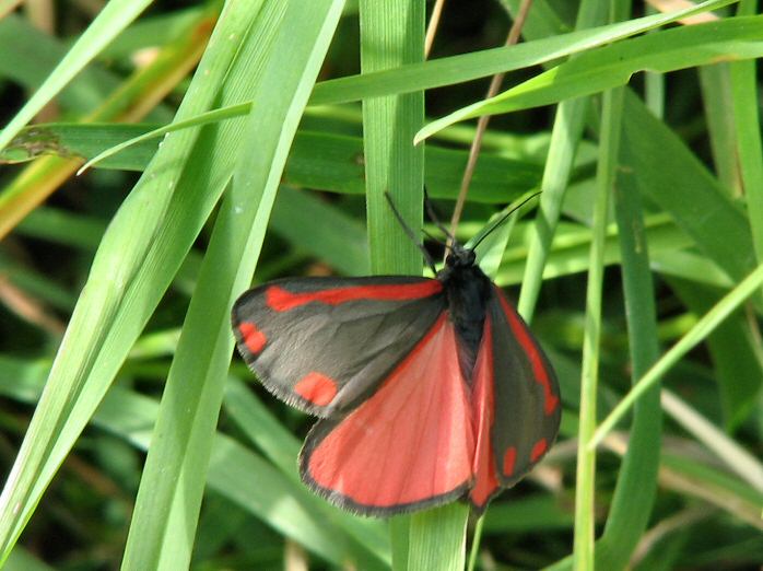 Cinnabar Moth