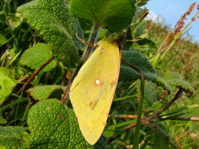 Clouded Yellow, Whitesand Bay