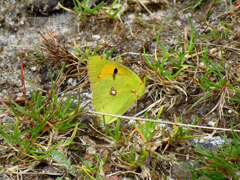 Clouded Yellow, Dartmoor