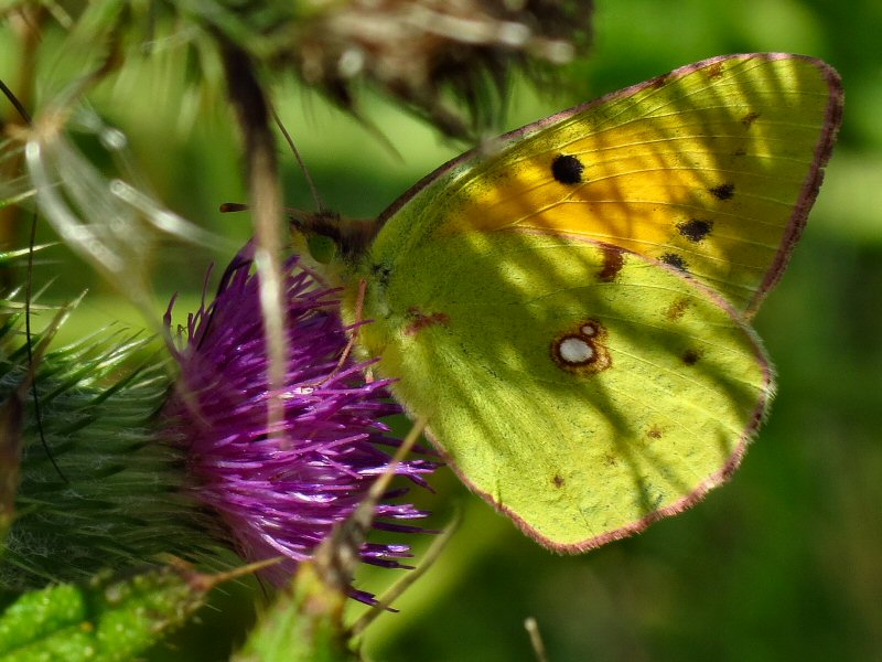 Clouded Yellow, Dartmoor