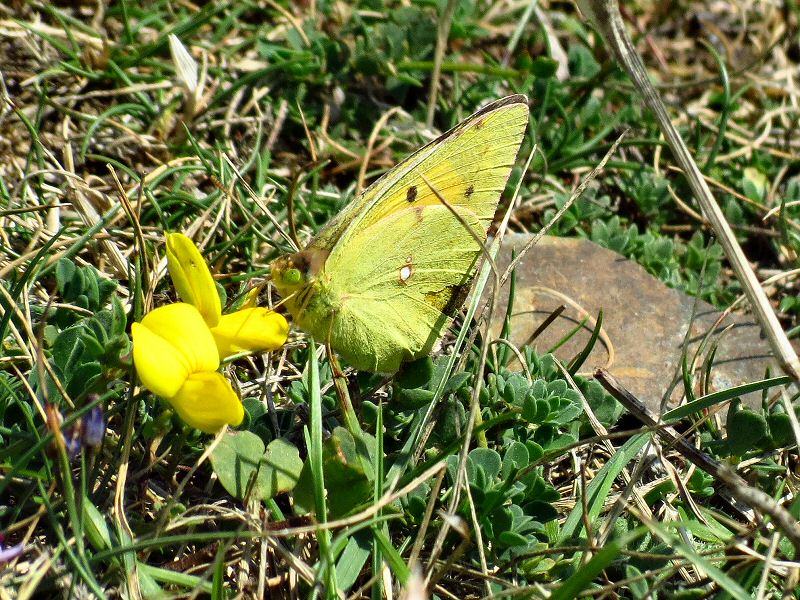 Clouded Yellow, Penhallic Point