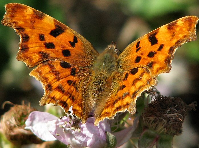 Comma, Slapton Ley