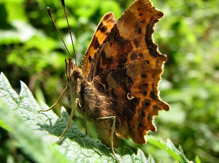 Comma - Slapton Ley