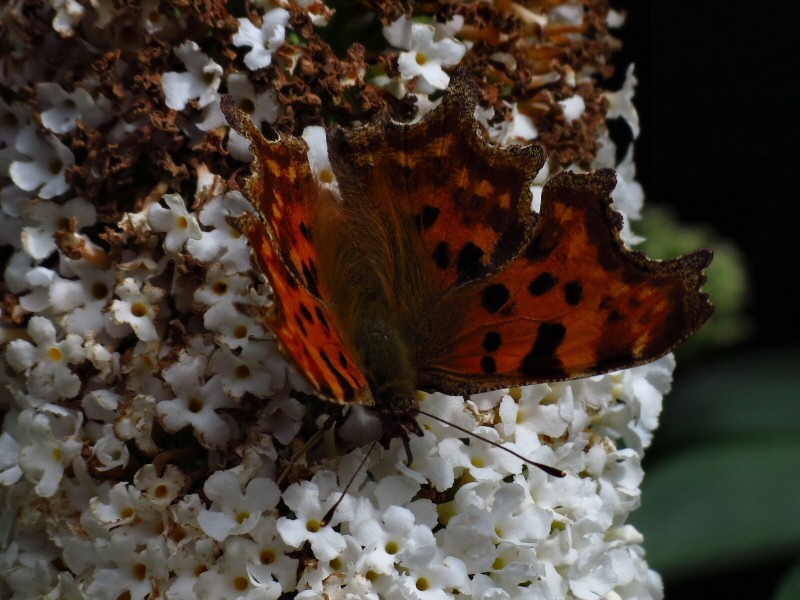 Comma