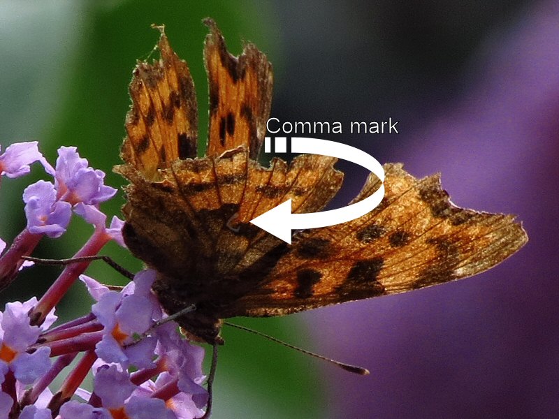 Comma