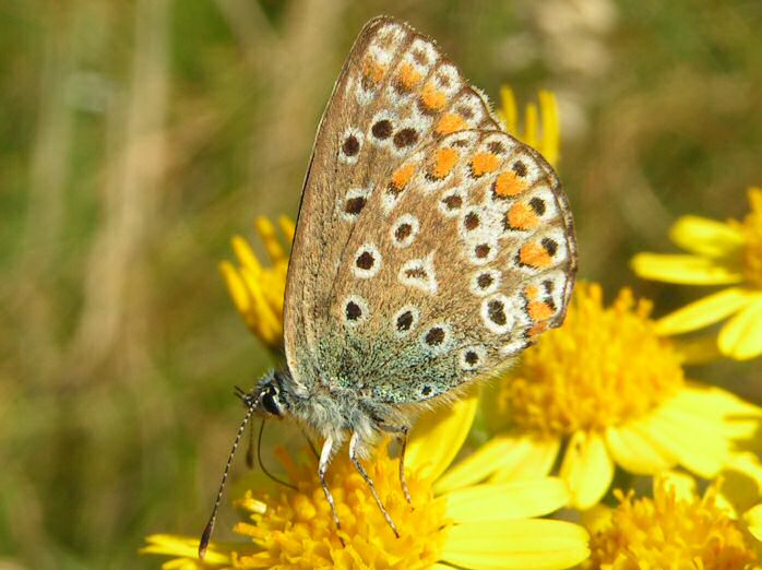 Common Blue, Glebe, Cornwall