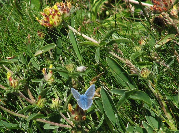 Common Blue, Glebe, Cornwall