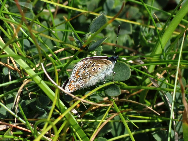 Common Blue, Glebe, Cornwall