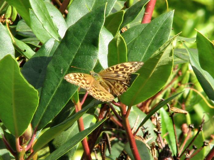 Dark Green Fritillary