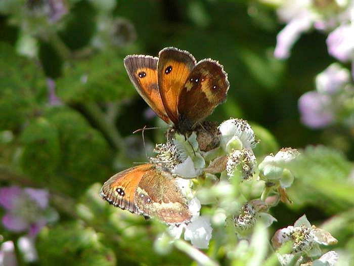 Gatekeepers - Whitsand