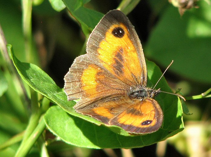 Gatekeeper, Whitsand Bay, Cornwall