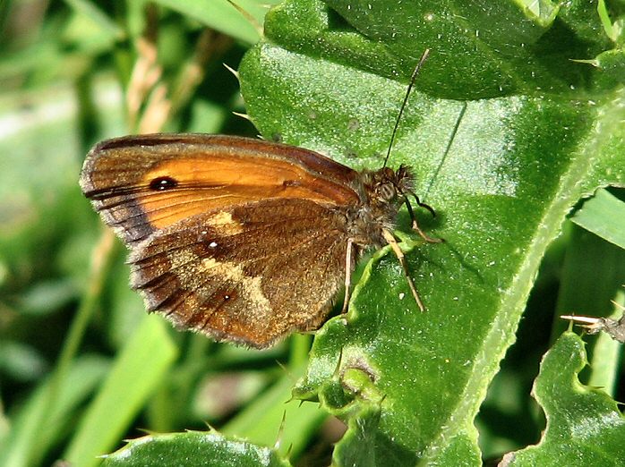 Gatekeeper, Glebe Cliffs