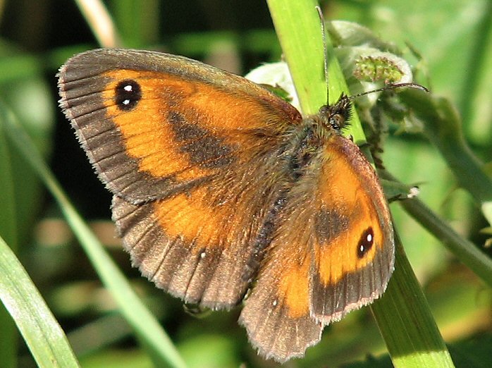 Gatekeeper, Glebe Cliffs