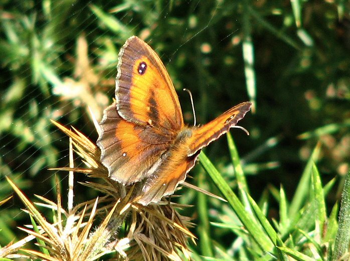 Gatekeeper, Glebe Cliffs