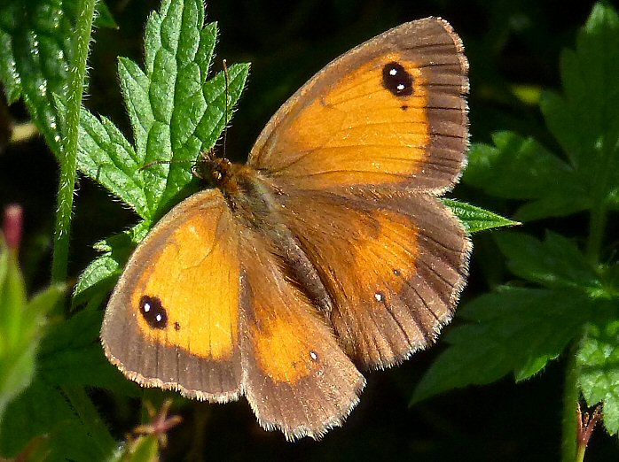 Gatekeepers - Saltram