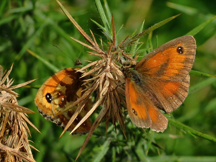 Gatekeepers - Dartmoor