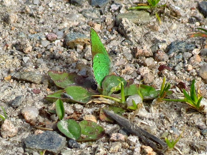 Green Hairstreak - Dartmoor