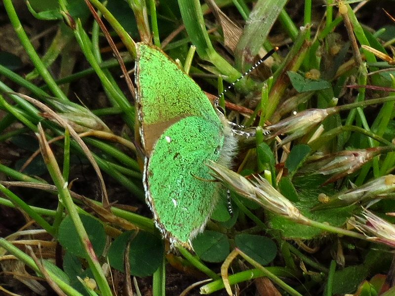 Green Hairstreak - Dartmoor