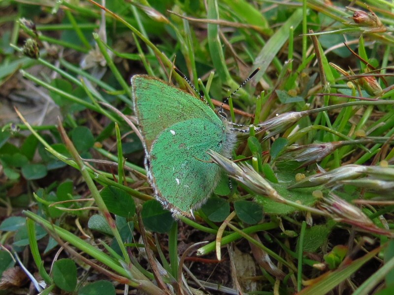 Green Hairstreak - Dartmoor