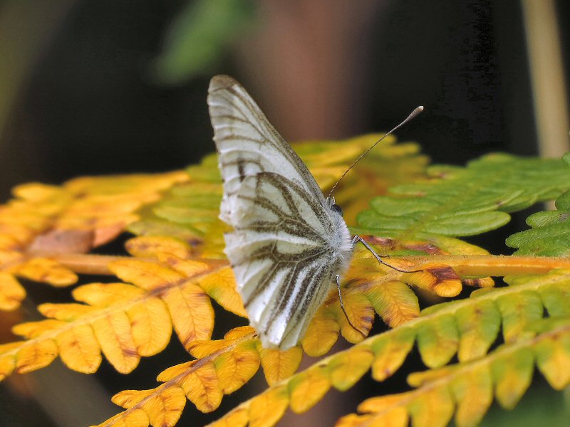 Green-veined White - Dartmoor