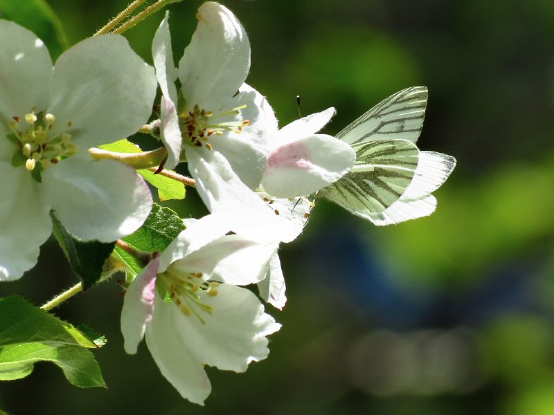 Green-veined White - Dartmoor