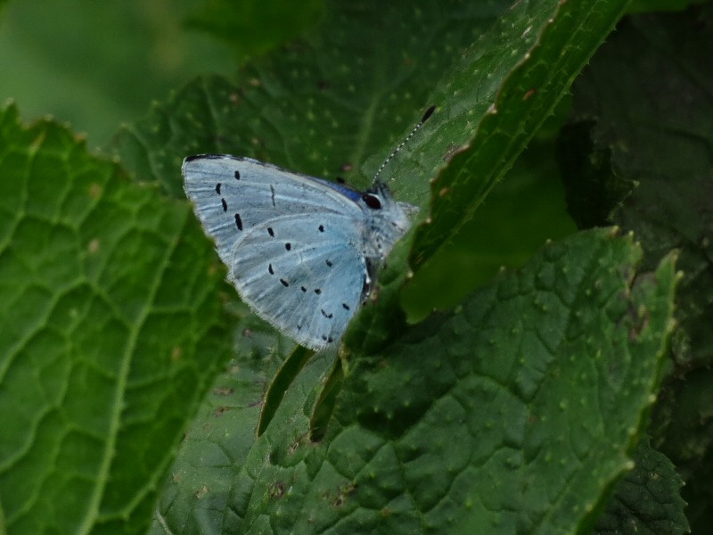 Holly Blue - Whitsands