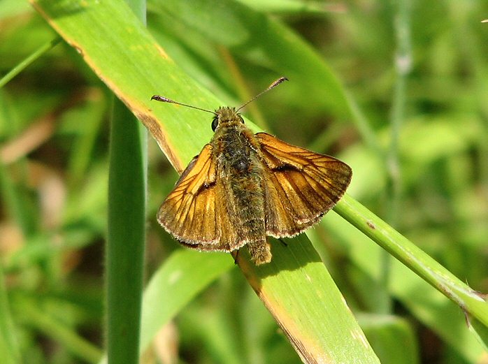 Large Skipper - Coleton Fishacre, Devon