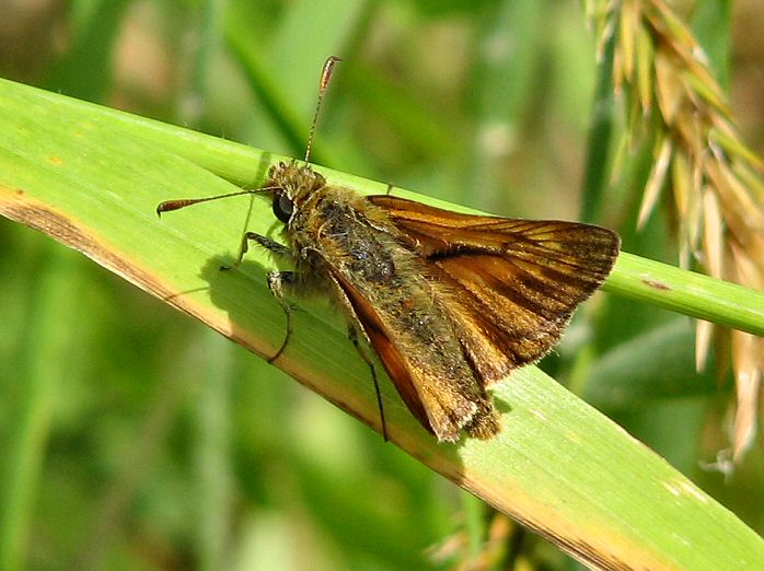 Large Skipper - Coleton Fishacre, Devon