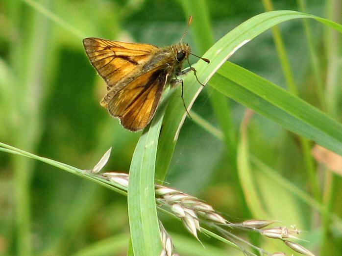 Large Skipper - Coleton Fishacre, Devon