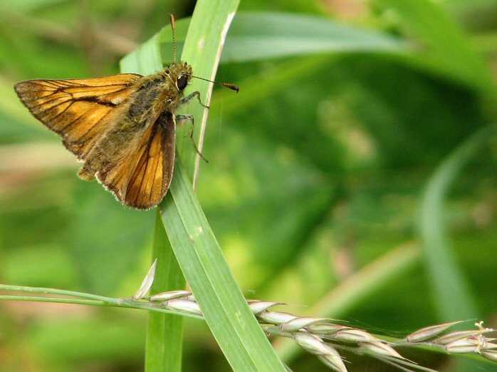 Large Skipper - Coleton Fishacre, Devon