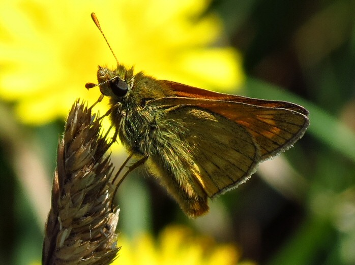 Large Skipper -Tintagel, Cornwall