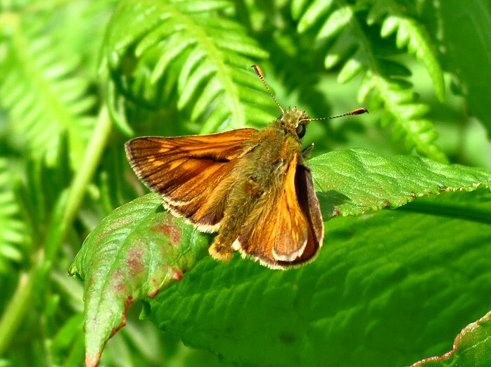 Large Skipper -Hannafore, Cornwall