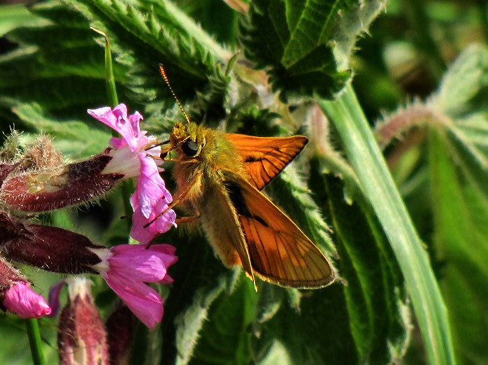 Large Skipper -Hannafore, Cornwall