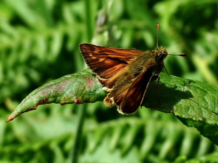 Large Skipper -Hannafore, Cornwall