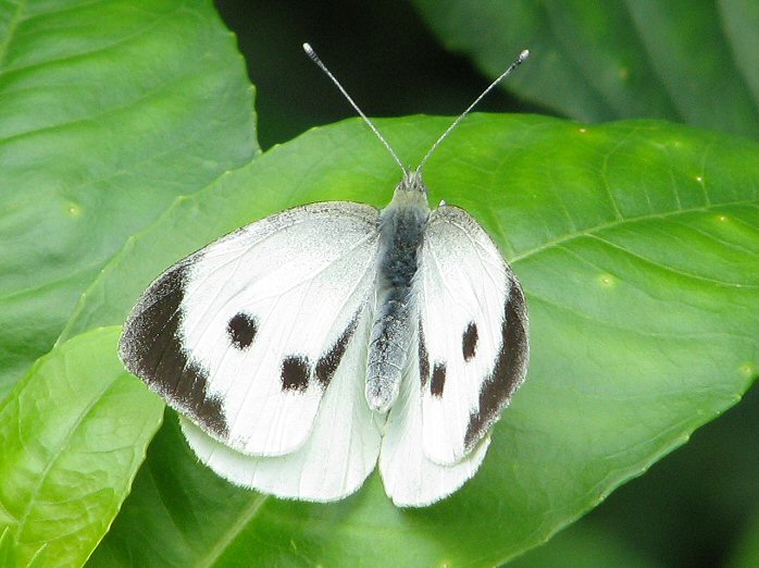 Large White, Cotehele Gardens