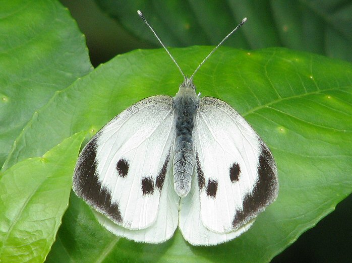 Large White, Cotehele Gardens