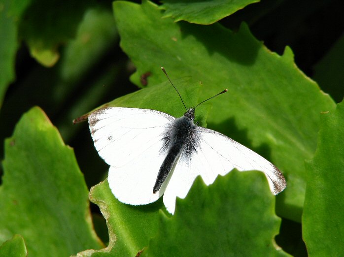 Large White, Cotehele Gardens