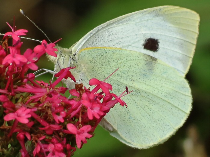 Large White - Female, Rame