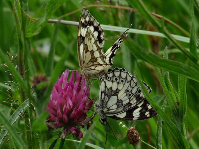 Marbled White, Penlee Point