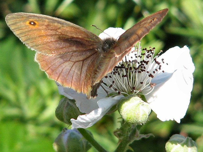 Meadow Brown, Glebe Cliffs, Tintagel